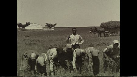 Αγροτική Ισπανία, 1925, συγκομιδή φακών